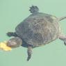 Schildkröten im Lake Kaiafas, Peloponnes, Griechenland